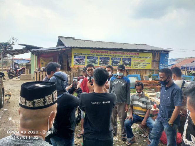 
					Nasib Petani Sapi Bima di Kota Depok, Berharap Untung Malah Ditipu 1,4 Miliar