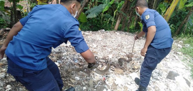 
					Kurun Waktu 10 Bulan, Ternyata Damkar Depok Tangkap Ratusan Ekor Ular kobra dan Sanca