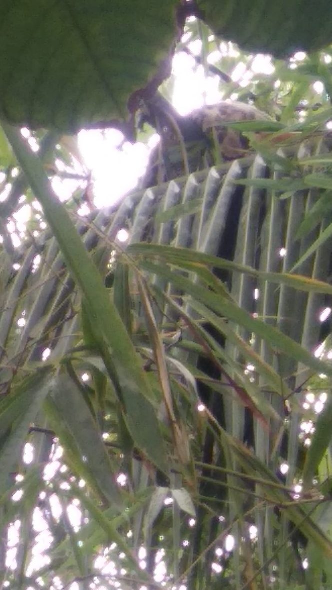 
					Ular Piton Muncul Diatas Pohon, Pihak Damkar Langsung Sigap