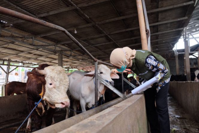 
					Petugas Kesehatan Hewan (Keswan) dan Kesehatan Masyarakat Veteriner (Kesmavet) Dinas Ketahanan Pangan Pertanian dan Perikanan (DKP3) Kota Depok melakukan pemeriksaan terhadap kesehatan sapi di Peternakan ADH Farm, Kecamatan Cimanggis, Kamis (12/05/22). (Foto: Diskominfo)