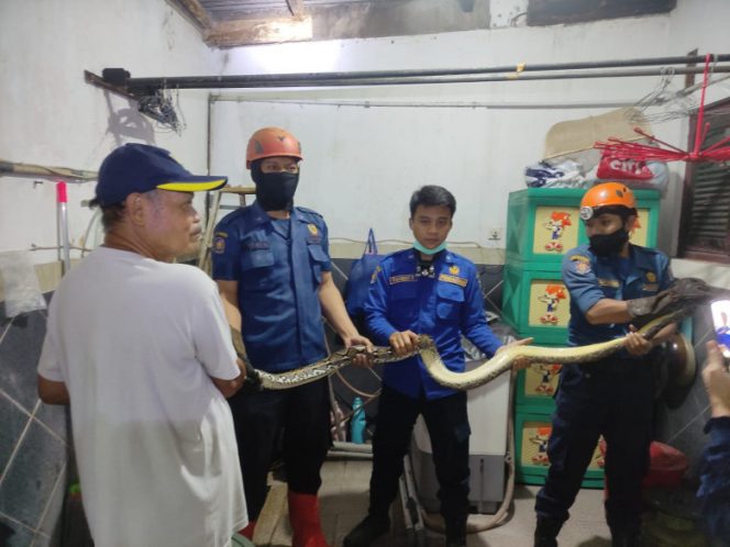 
					Petugas Damkar Depok usai berhasil menangkap seekor ular sanca kembang di pemukiman warga di Cimanggis. (Foto : istimewa).
