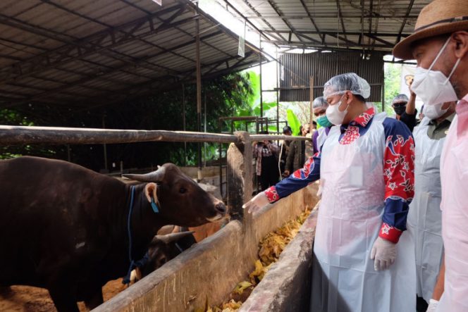 
					Sekda Depok, Supian Suri bersama Tim Reaksi Cepat Penanganan PMK Depok meninjau lokasi penjualan hewan kurban di Kecamatan Tapos, Kamis (07/07/22). (Foto : JD01/Diskominfo)