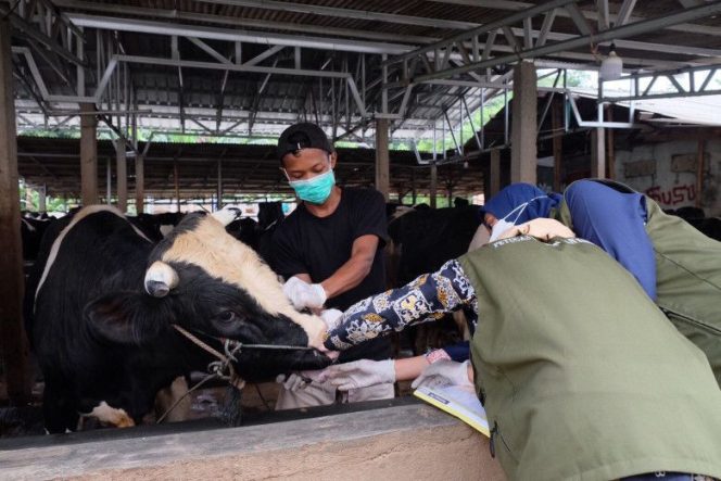 
					Petugas Kesehatan Hewan (Keswan) dan Kesehatan Masyarakat Veteriner (Kesmavet) Dinas Ketahanan Pangan Pertanian dan Perikanan (DKP3) Kota Depok melakukan pemeriksaan terhadap kesehatan sapi di Peternakan ADH Farm, Kecamatan Cimanggis, Kamis (12/05/22). (Foto: Diskominfo)