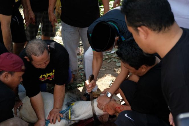 
					Wakil Wali Kota Depok Imam Budi Hartono saat menyembelih hewan kurban di Komplek Hankam Kelurahan PGS, Cimanggis. (Foto: JD04/Diskominfo)
