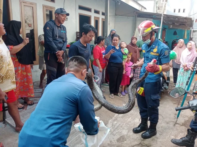 
					Petugas Damkar Depok Berhasil Evakuasi Ular Sanca Tiga Meter di Pondok Cina