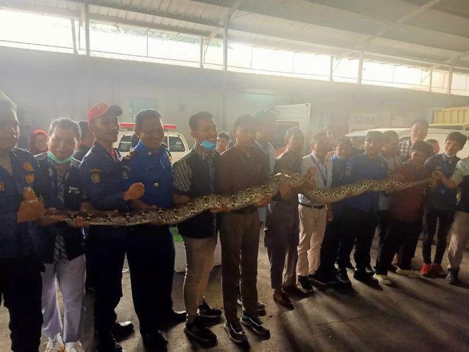 
					Petugas Damkar usai mengevakuasi ular sanca 4,5 meter di PT Bina Sanprima, Senin (29/05/23). (Foto: Istimewa)