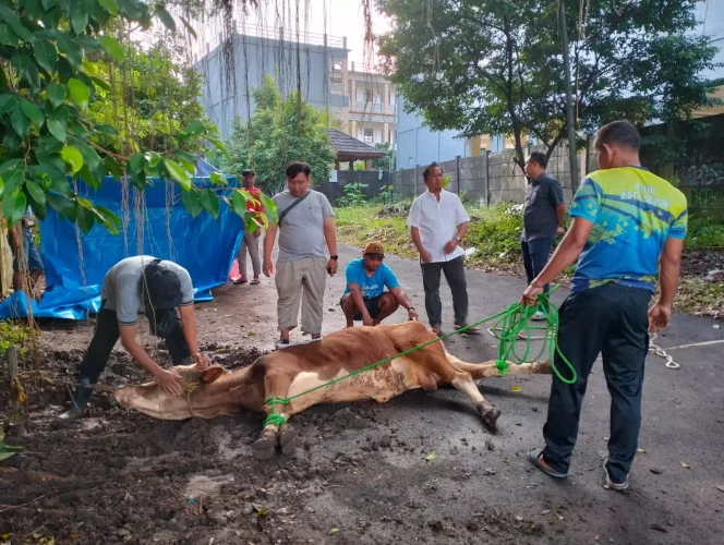 
					Foto: JD 05/Diskominfo Pelaksanaan pemotongan hewan kurban di halaman Masjid Baitul Mu'afi, RSUD KiSA Kota Depok, Kecamatan Sawangan, Jumat (30/06/23).