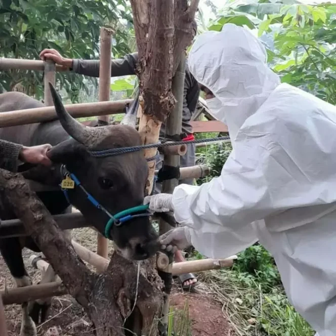 
					Petugas DKP3 saat memeriksa kesehatan hewan kurban. (Foto : Istimewa).