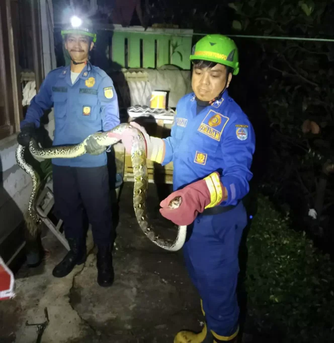 
					Petugas Damkar saat melakukan evakuasi ular sanca di Sukmajaya, Rabu (26/07/23). (Foto: Dokumentasi Damkar).