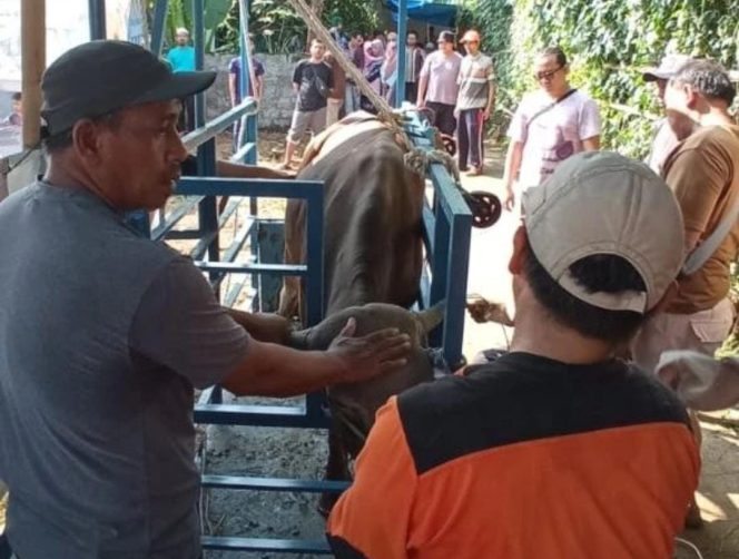 
					PKS Bojong Pondok Terong Kurban Lima Sapi dan Tujuh Kambing