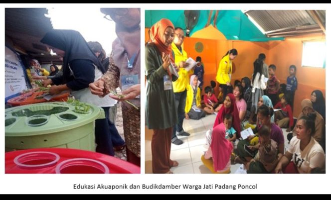 
					Berdayakan Kawasan Sampah, Tim Pengabdian Masyarakat Fakultas Farmasi UI Terapkan Teknik Akuaponik & Budikdamber