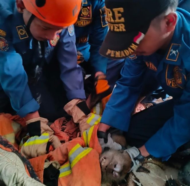 
					Petugas Dinas Pemadam Kebakaran dan Penyelamatan Kota Depok Berhasil Tangkap Monyet Liar yang Menggigit 2 Bocah