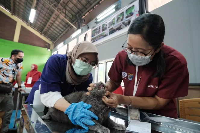 
					Hewan kucing diberikan vaksinasi rabies oleh petugas DKP3 Kota Depok. (Foto: Diskominfo Depok).