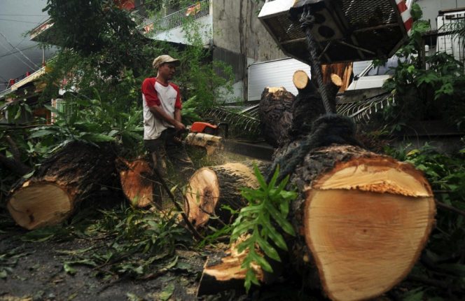 
					Warga Kota Depok Harus Dapatkan Izin Resmi Sebelum Menebang Pohon