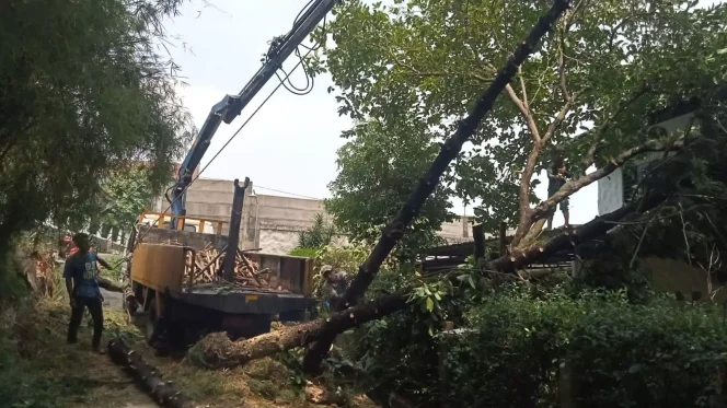 
					Sejumlah Satgas DLHK Kota Depok melakukan penanganan pohon tumbang di Perumahan Permata Duta Cilodong, Minggu (05/11/23). (Foto: Dok.DLHK Depok)