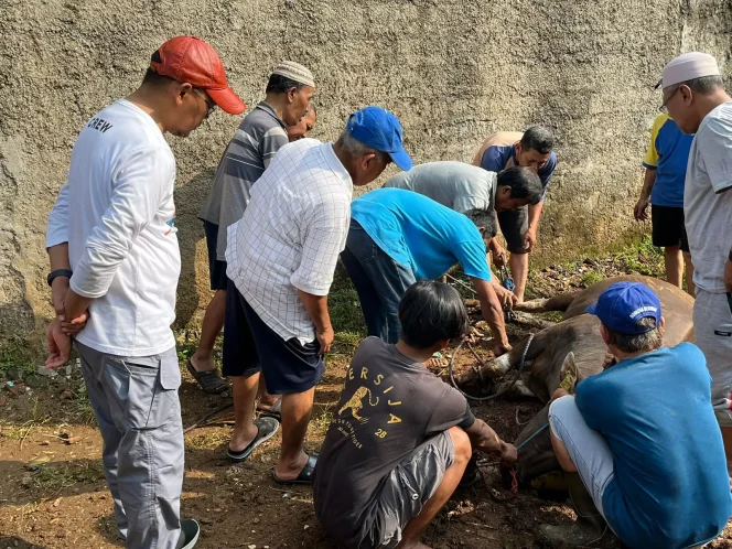 
					Wali Kota Depok Sumbangkan Puluhan Hewan Kurban ke Sejumlah Wilayah