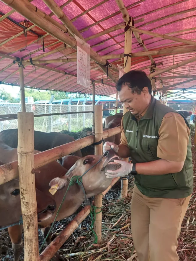 
					Jelang Iduladha, DKP3 Depok Awasi Ratusan Hewan Kurban