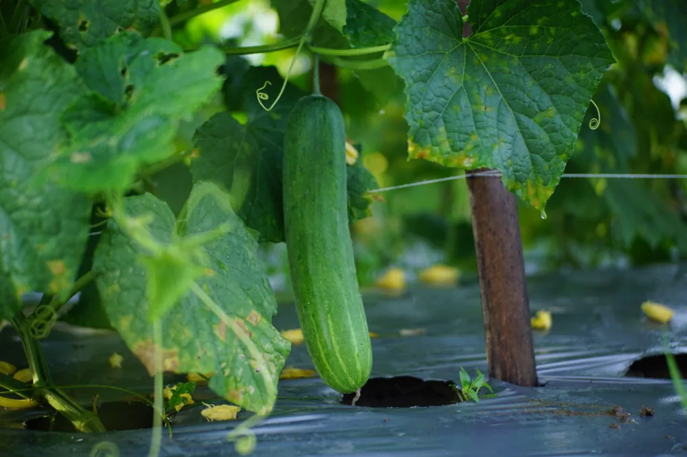 Kampung Iklim di Pancoran Mas: Kisah Sukses Warga Mengubah Lahan Sempit Jadi Kebun Sayur Vertikal